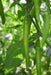 Sahiba F1 Hybrid Chilli (VNR Seed's) - Farmers Stop