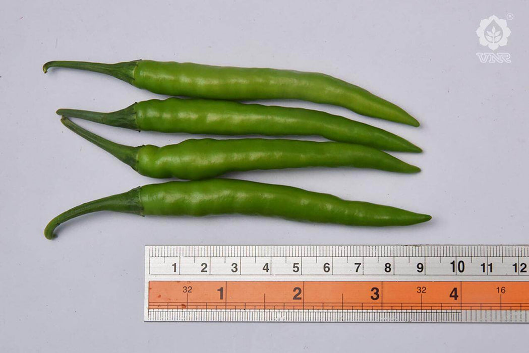 Sahiba F1 Hybrid Chilli (VNR Seed's) - Farmers Stop