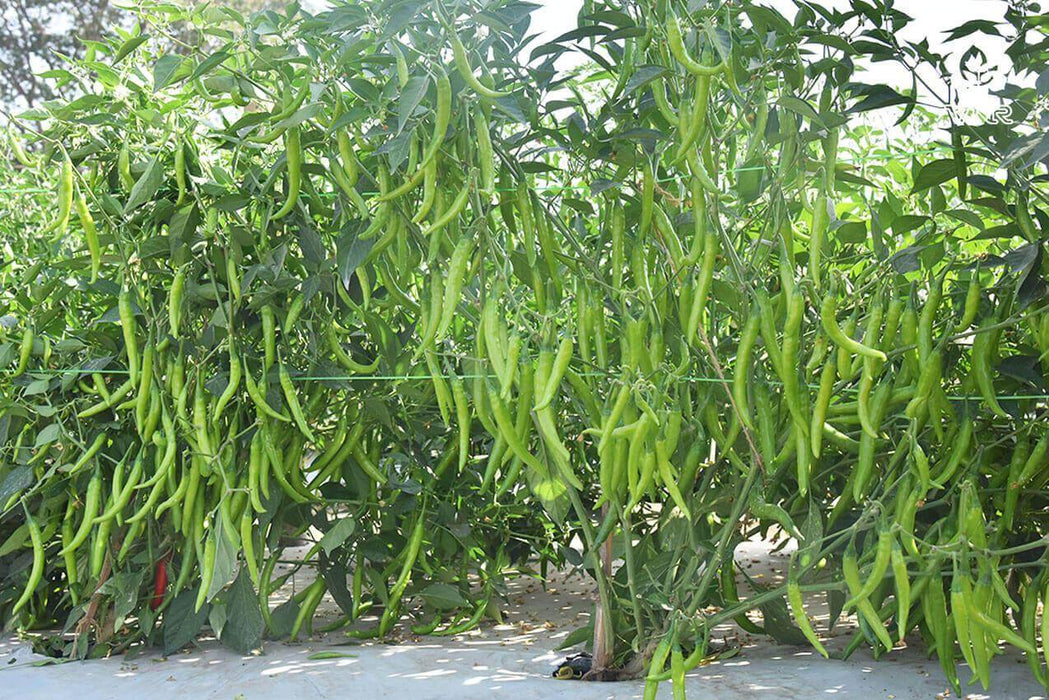 Sahiba F1 Hybrid Chilli (VNR Seed's) - Farmers Stop