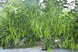 Sahiba F1 Hybrid Chilli (VNR Seed's) - Farmers Stop