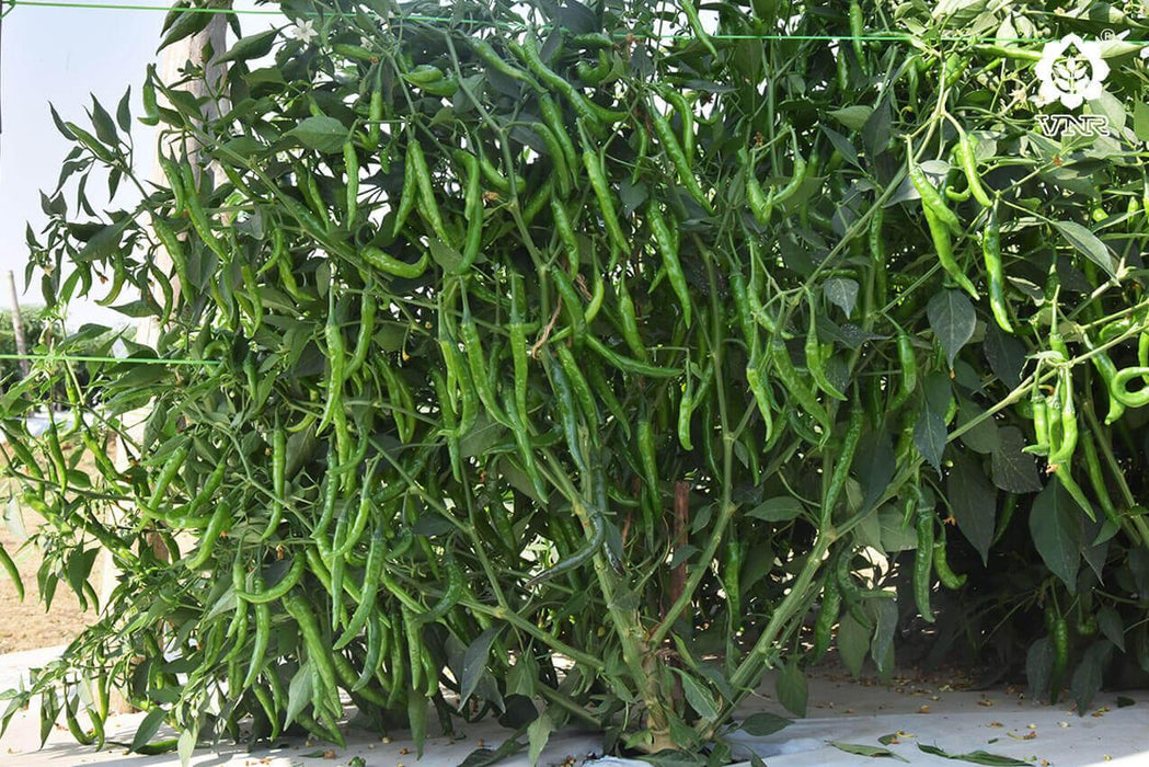 Shilpa (435/7) F1 Hybrid Chilli (VNR Seed's) - Farmers Stop