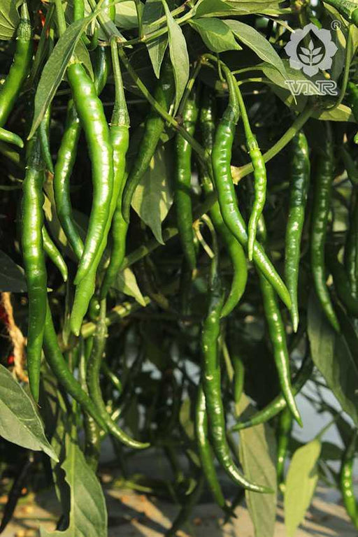 Sunidhi F1 Hybrid Chilli (VNR Seed's) - Farmers Stop