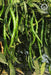 Sunidhi F1 Hybrid Chilli (VNR Seed's) - Farmers Stop