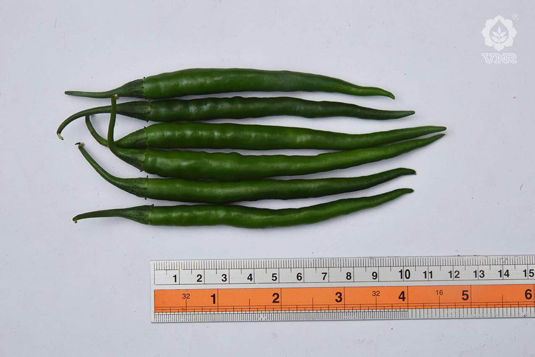 Sunidhi F1 Hybrid Chilli (VNR Seed's) - Farmers Stop