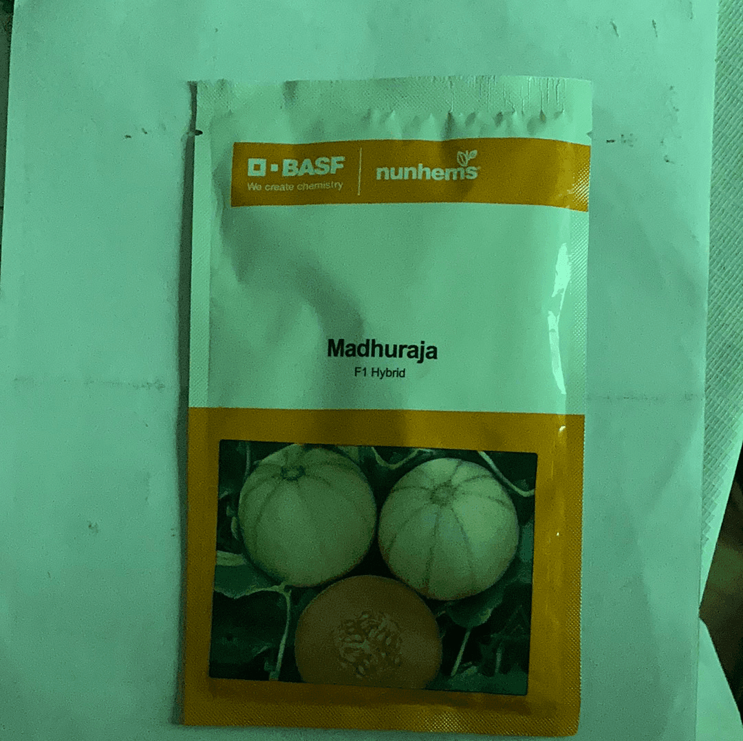 Madhuraja/मधुराजा F1 Hybrid Muskmelon (Nunhems) - Farmers Stop