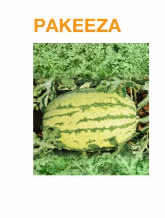 Pakeeza/पाकीज़ा F1 Hybrid Watermelon (Nunhems) - Farmers Stop