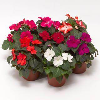 Imara Mix Impatients wallneria F1 Hybrid (Goldsmith/SFlowers) - Farmers Stop