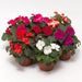 Imara Mix Impatients wallneria F1 Hybrid (Goldsmith/SFlowers) - Farmers Stop