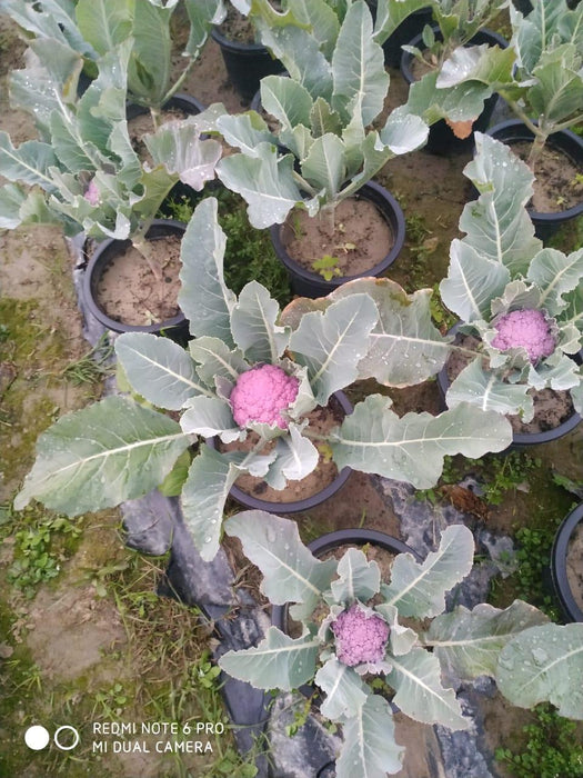 Valentena F1 Hybrid Purple Cauliflower (Syngenta) - Farmers Stop
