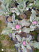 Valentena F1 Hybrid Purple Cauliflower (Syngenta) - Farmers Stop