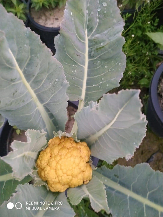Carotena F1 Hybrid Yellowish Red Cauliflower (Syngenta) - Farmers Stop