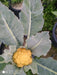 Carotena F1 Hybrid Yellowish Red Cauliflower (Syngenta) - Farmers Stop