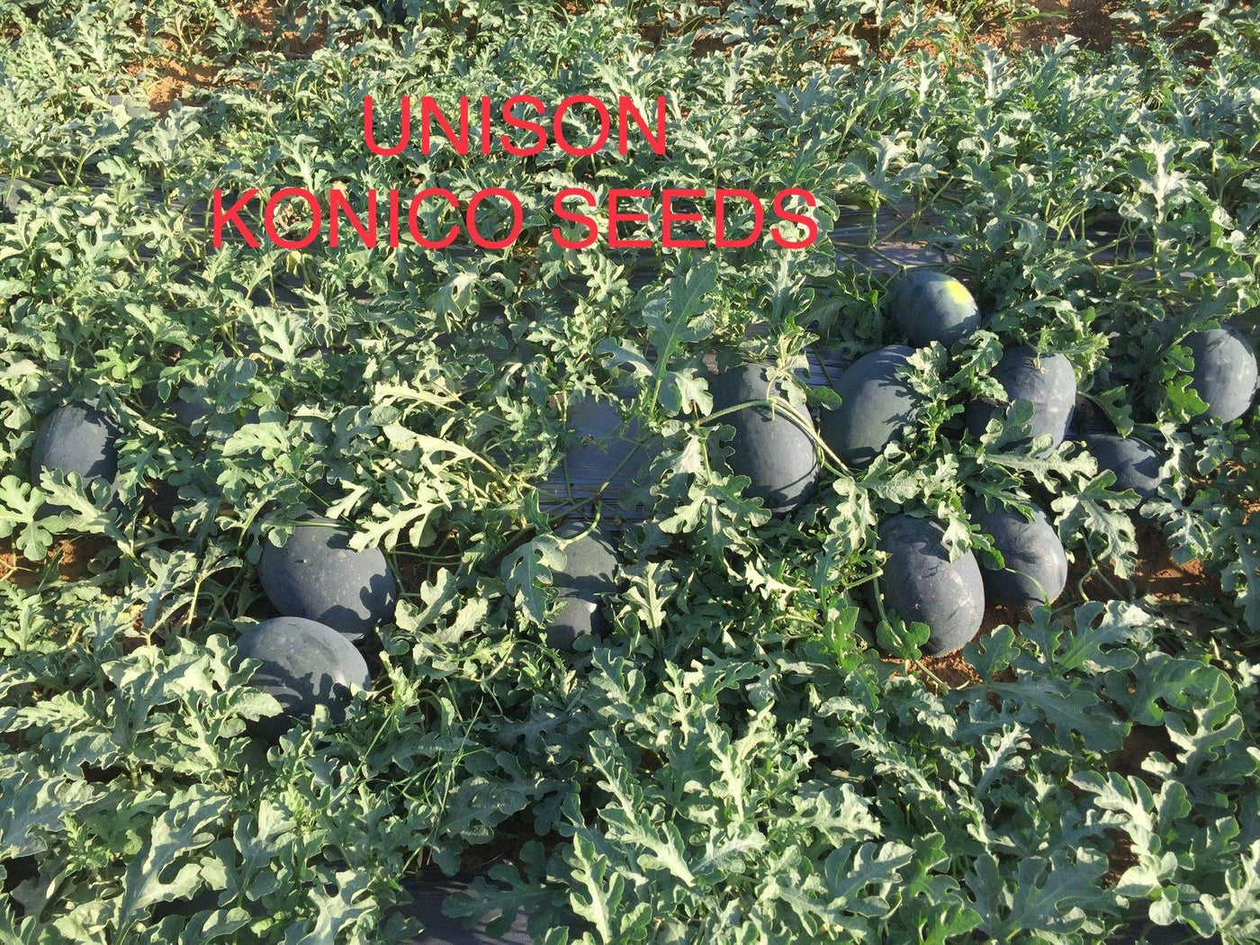 Unison F1 Icebox type Hybrid Watermelon (Konico Seeds) - Farmers Stop