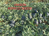 Unison F1 Icebox type Hybrid Watermelon (Konico Seeds) - Farmers Stop