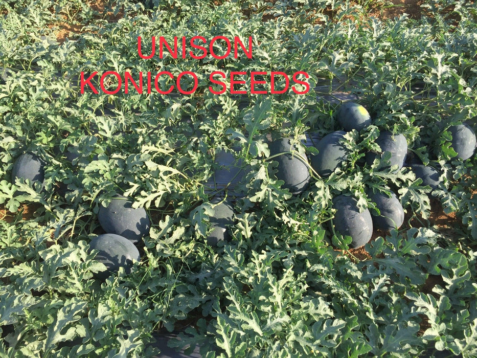 Unison F1 Icebox type Hybrid Watermelon (Konico Seeds) - Farmers Stop