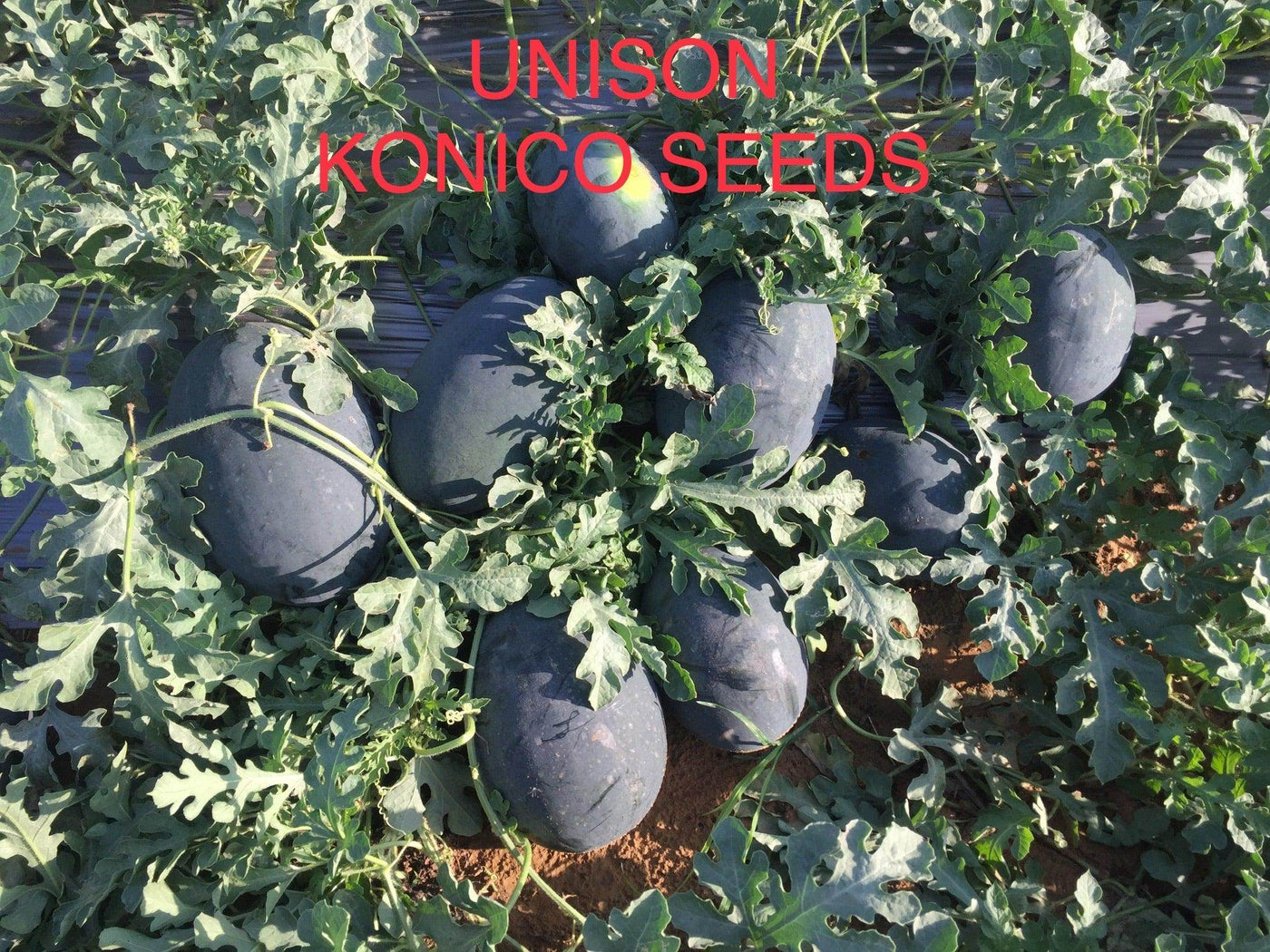 Unison F1 Icebox type Hybrid Watermelon (Konico Seeds) - Farmers Stop