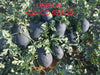 Unison F1 Icebox type Hybrid Watermelon (Konico Seeds) - Farmers Stop