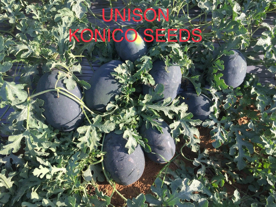 Unison F1 Icebox type Hybrid Watermelon (Konico Seeds) - Farmers Stop