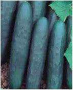 Rohini/रोहिणी Cucumber (Seminis) - Farmers Stop