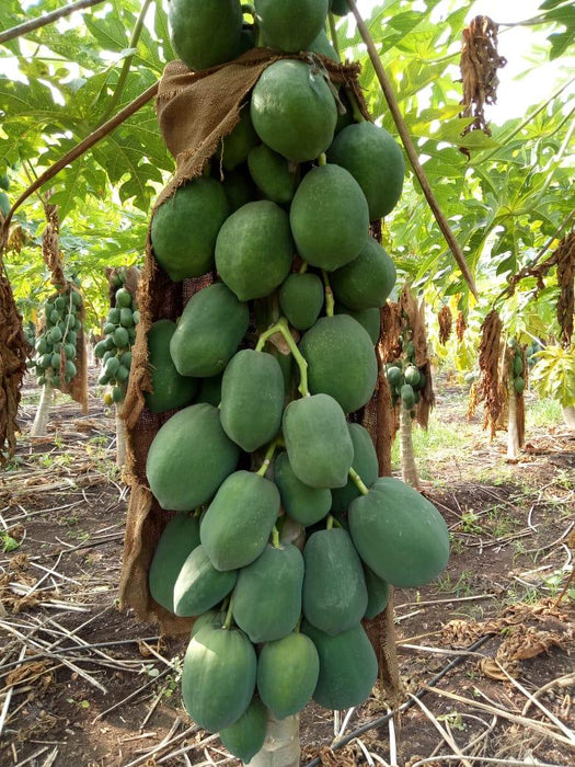 Sun Berry/सन बेरी F1 Hybrid Papaya  (Aus ecowell) - Farmers Stop