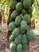 Sun Berry/सन बेरी F1 Hybrid Papaya  (Aus ecowell) - Farmers Stop