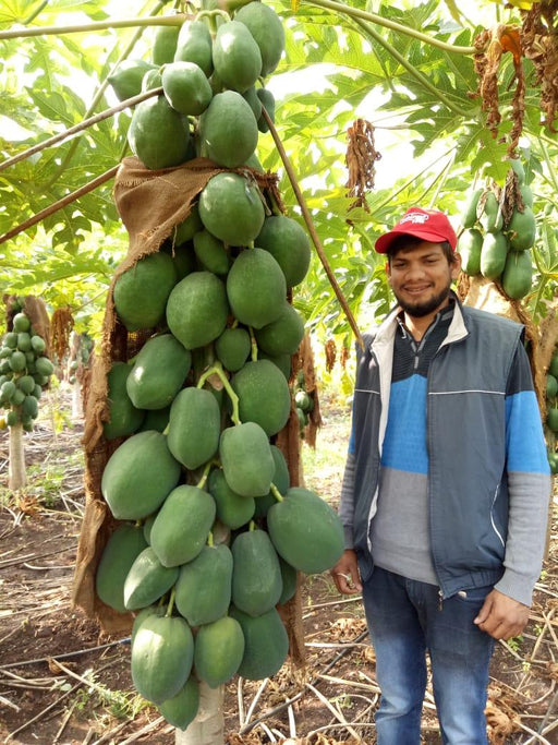 Sun Berry/सन बेरी F1 Hybrid Papaya  (Aus ecowell) - Farmers Stop