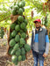 Sun Berry/सन बेरी F1 Hybrid Papaya  (Aus ecowell) - Farmers Stop
