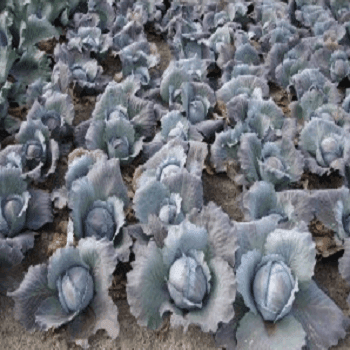 Primero/प्रिमेरो Red Cabbage (Bejo) - Farmers Stop