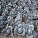 Primero/प्रिमेरो Red Cabbage (Bejo) - Farmers Stop