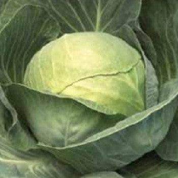 Puma/पुमा Cabbage (Sakata) - Farmers Stop