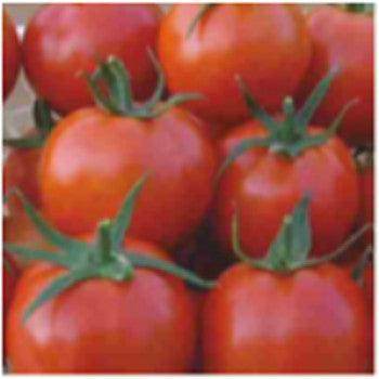 Ganesh/गणेश Tomato (Seminis) - Farmers Stop
