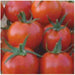 Ganesh/गणेश Tomato (Seminis) - Farmers Stop