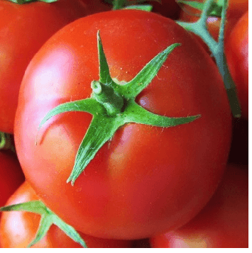 Karishma/करिश्मा Tomato (Seminis) - Farmers Stop