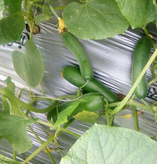 Safari/सफारी Cucumber (Pahuja Seeds) - Farmers Stop