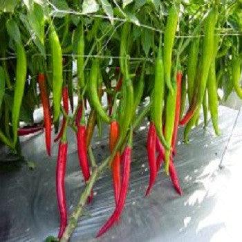 Rashmi/रश्मी Hot pepper (Known You Seeds) - Farmers Stop