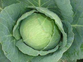 Dolares/डॉलर्स Cabbage (Seminis) - Farmers Stop