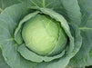 Dolares/डॉलर्स Cabbage (Seminis) - Farmers Stop