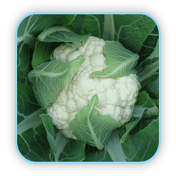 Anandi/आनंदी Hybrid Cauliflower (Sungro Seeds) - Farmers Stop