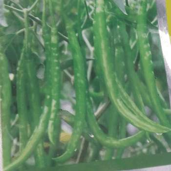 HPH 1900 Hot pepper (Syngenta) - Farmers Stop