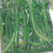 HPH 1900 Hot pepper (Syngenta) - Farmers Stop