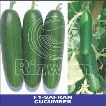 Cucumber F1-Safran Plus (seedless) (Rizwan Seeds) - Farmers Stop