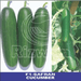 Cucumber F1-Safran Plus (seedless) (Rizwan Seeds) - Farmers Stop