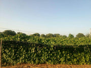 Rajat/रजत Ridge gourd (Known You) - Farmers Stop