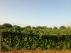 Rajat/रजत Ridge gourd (Known You) - Farmers Stop