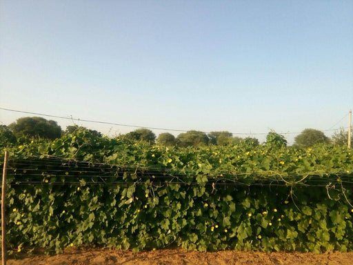 Rajat/रजत Ridge gourd (Known You) - Farmers Stop