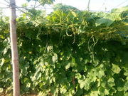 Rajat/रजत Ridge gourd (Known You) - Farmers Stop