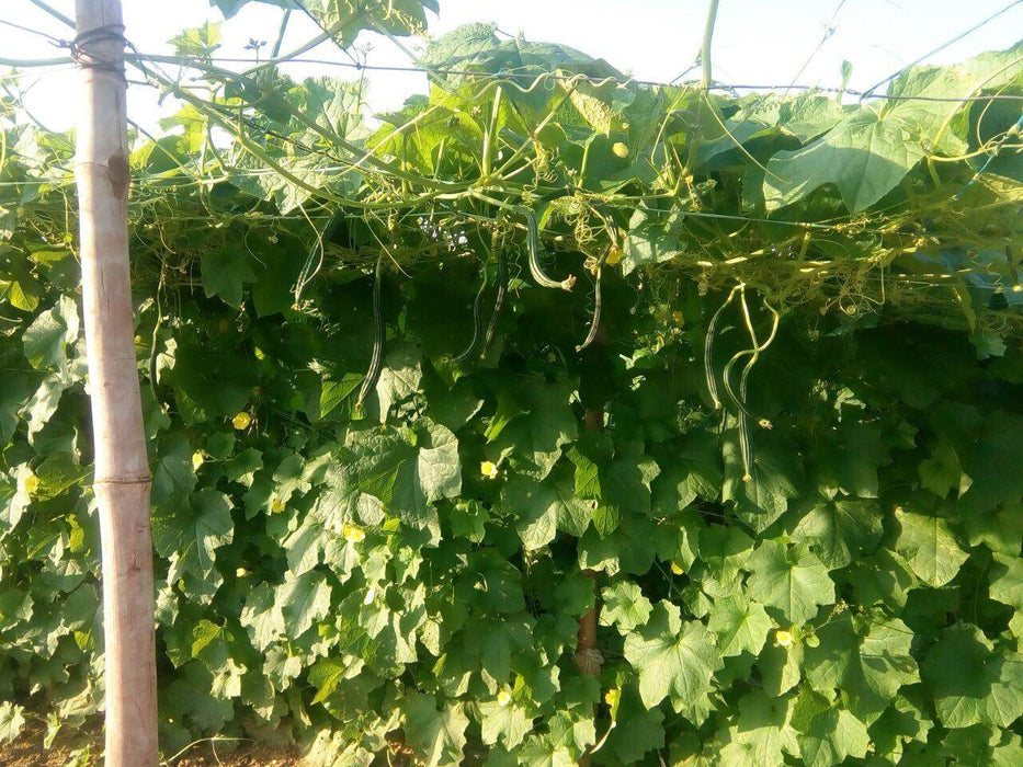 Rajat/रजत Ridge gourd (Known You) - Farmers Stop