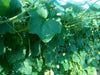 Rajat/रजत Ridge gourd (Known You) - Farmers Stop