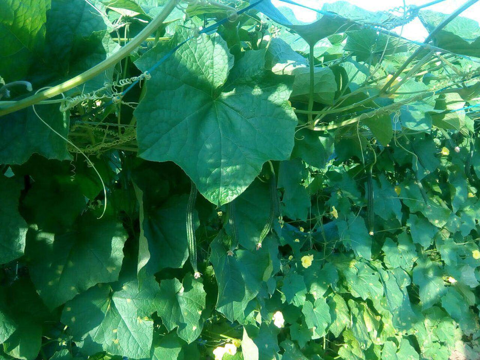 Rajat/रजत Ridge gourd (Known You) - Farmers Stop