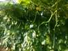 Rajat/रजत Ridge gourd (Known You) - Farmers Stop